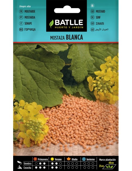 BROTES MOSTAZA BLANCA BATLLE