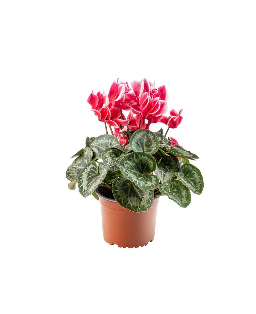 Cyclamen Mix Plantas Ornamentales Flores Vibrantes para Hogar y Jardín