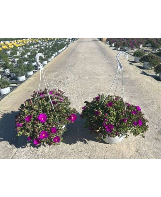 Mesembryanthemum 3.6L Hoja Pequeña  Planta Suculenta Resistente y Colorida | Endanea Garden

