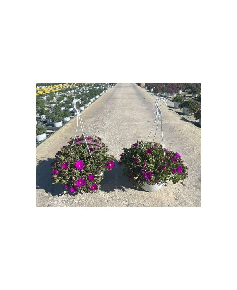 Mesembryanthemum 3.6L Hoja Pequeña  Planta Suculenta Resistente y Colorida | Endanea Garden

