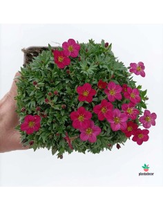 SAXIFRAGA ARENDSII 1L