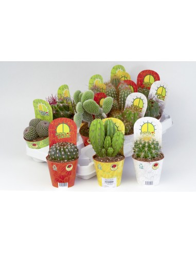 CACTACEA CACTUS POT COVER 8.5