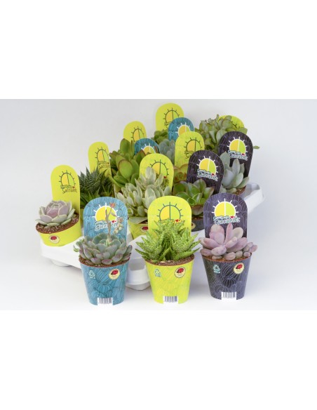 Cactáceas y Suculentas en Maceta Pot Cover 8.5  Bajo Mantenimiento y Diseño Elegante | Endanea Garden

