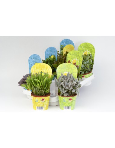 CACTACEA CACTUS POT COVER 10.5