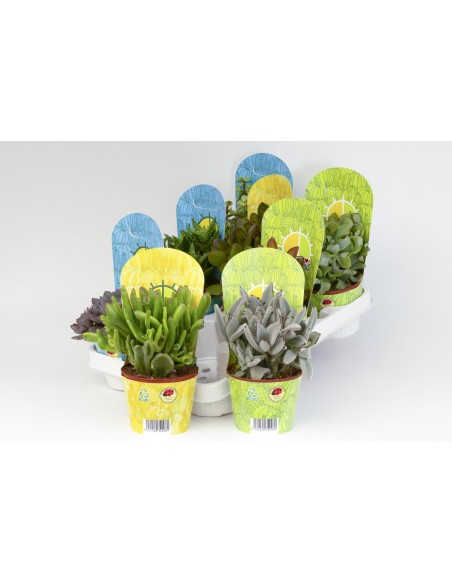 CACTACEA CACTUS POT COVER 10.5