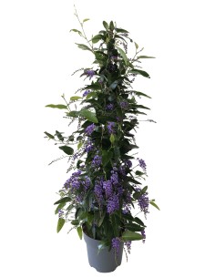 HARDENBERGIA PIRAMIDE 70CM M17