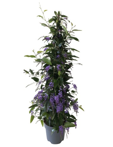 HARDENBERGIA PIRAMIDE 70CM M17