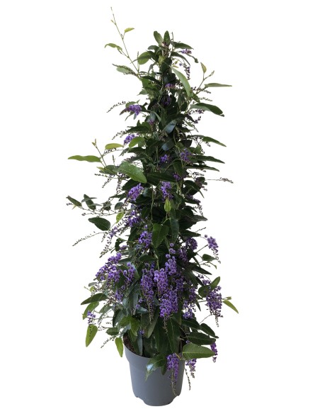 HARDENBERGIA PIRAMIDE 70CM M17