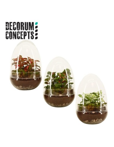 COMPO TERRARIUM EGG