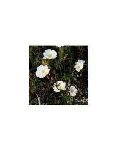 HALIMIUM APRIL SUN M15 AMARILLO