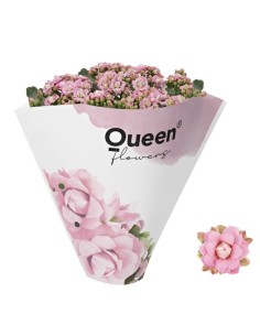 Kalanchoe planta suculenta en varios colores  Fácil cuidado y flores vibrantes

