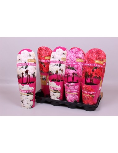 PEONIA LAC LONGLIFE  M14