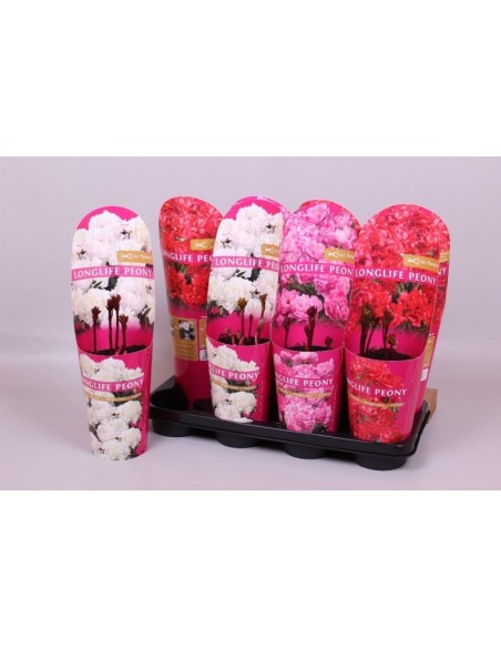 PEONIA LAC LONGLIFE  M14