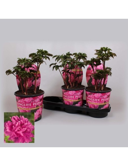 PAEONIA LAC LONGLIFE MIX M21