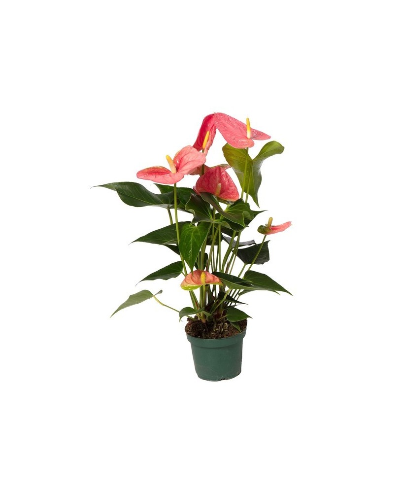 Anthurium Andraeanum Colorado - Planta de interior con flores rojas y purificadora de aire

