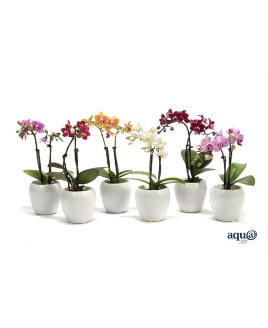 PHALAENOPSIS MINI TINY DOLLS AQUA 2T M6