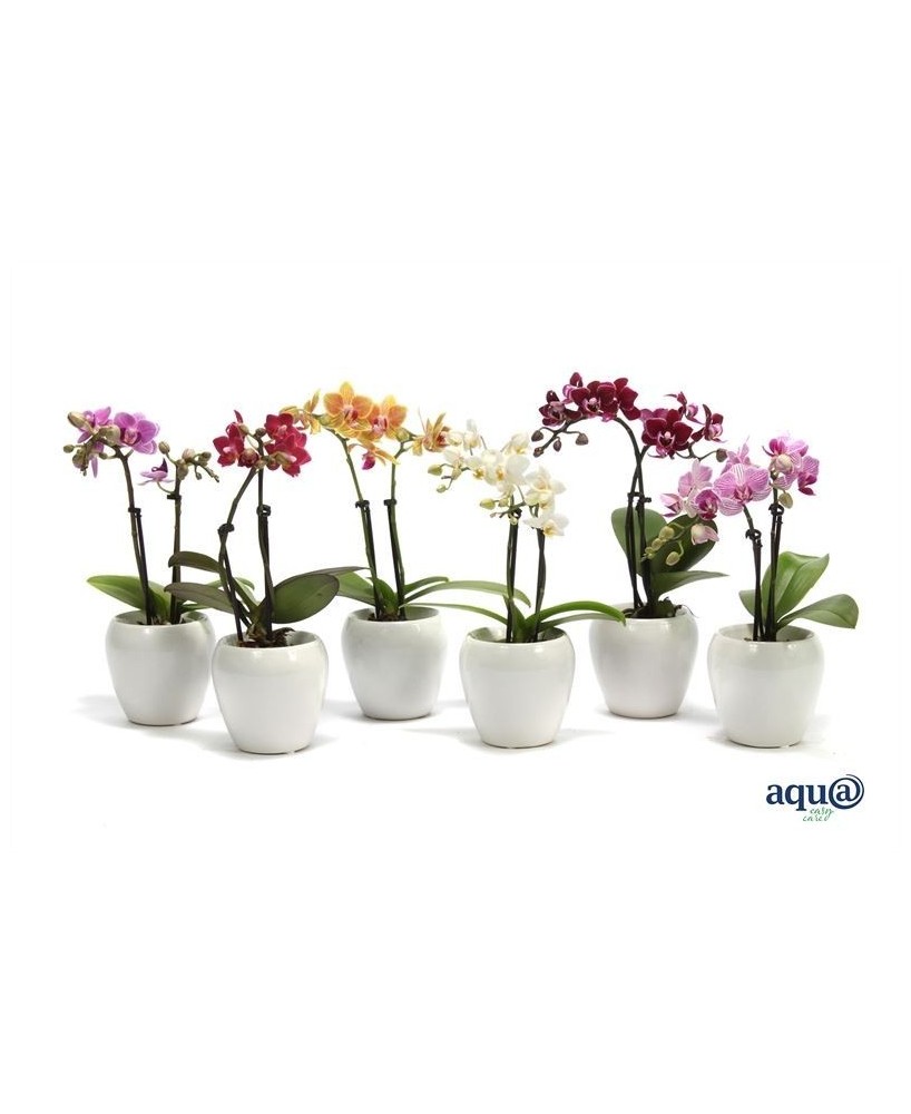 PHALAENOPSIS MINI TINY DOLLS AQUA 2T M6