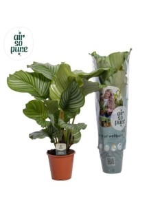 Calathea Orbifolia planta de interior hojas grandes y plateadas fácil cuidado

