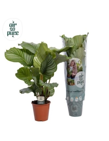 Calathea Orbifolia planta de interior hojas grandes y plateadas fácil cuidado


