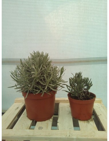 LAVANDA HOLANDESA