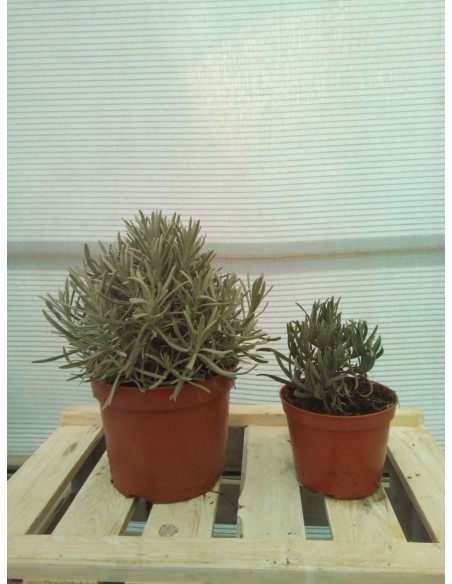 LAVANDA HOLANDESA