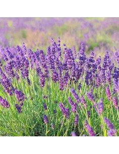 LAVANDULA ANGUSTIFOLIA 10L