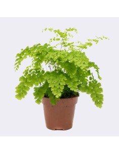 Adiantum Rad Fragrans Air So Pure M12 | Helecho Venus Purificador de Aire

