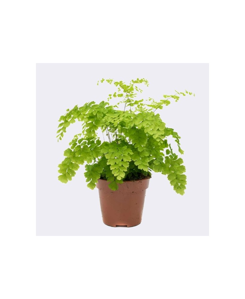 Adiantum Rad Fragrans Air So Pure M12 | Helecho Venus Purificador de Aire

