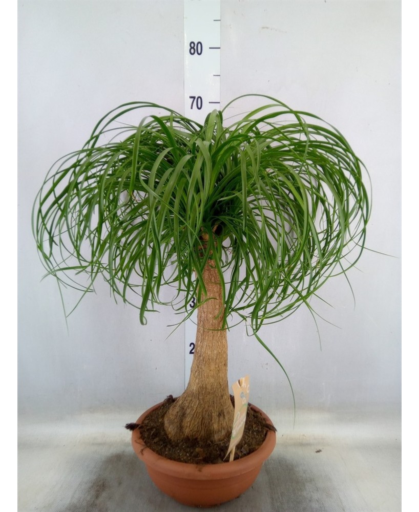 BEAUCARNEA NOLINA