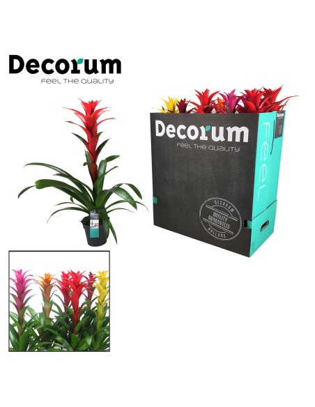 GUZMANIA MIX