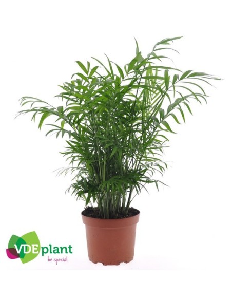 Chamaedorea Elegans palmera de salón planta de interior fácil cuidado Endanea Garden


