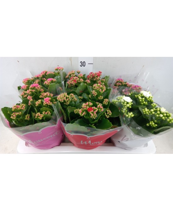 KALANCHOE BLOSS CARNAVAL