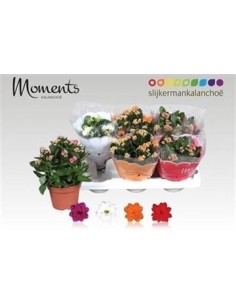 Kalanchoe planta suculenta resistente y fácil de cuidar | Flores vibrantes para interiores y exteriores

