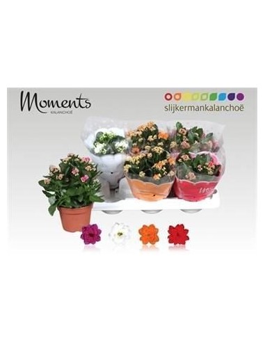 Kalanchoe planta suculenta resistente y fácil de cuidar | Flores vibrantes para interiores y exteriores

