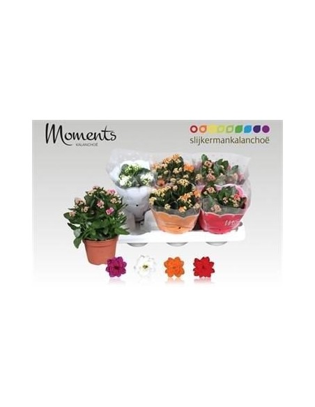 Kalanchoe planta suculenta resistente y fácil de cuidar | Flores vibrantes para interiores y exteriores

