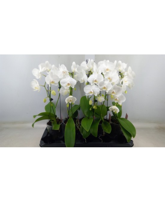 Phalaenopsis Orquídea Polilla | Flores Exóticas y Duraderas para Interior

