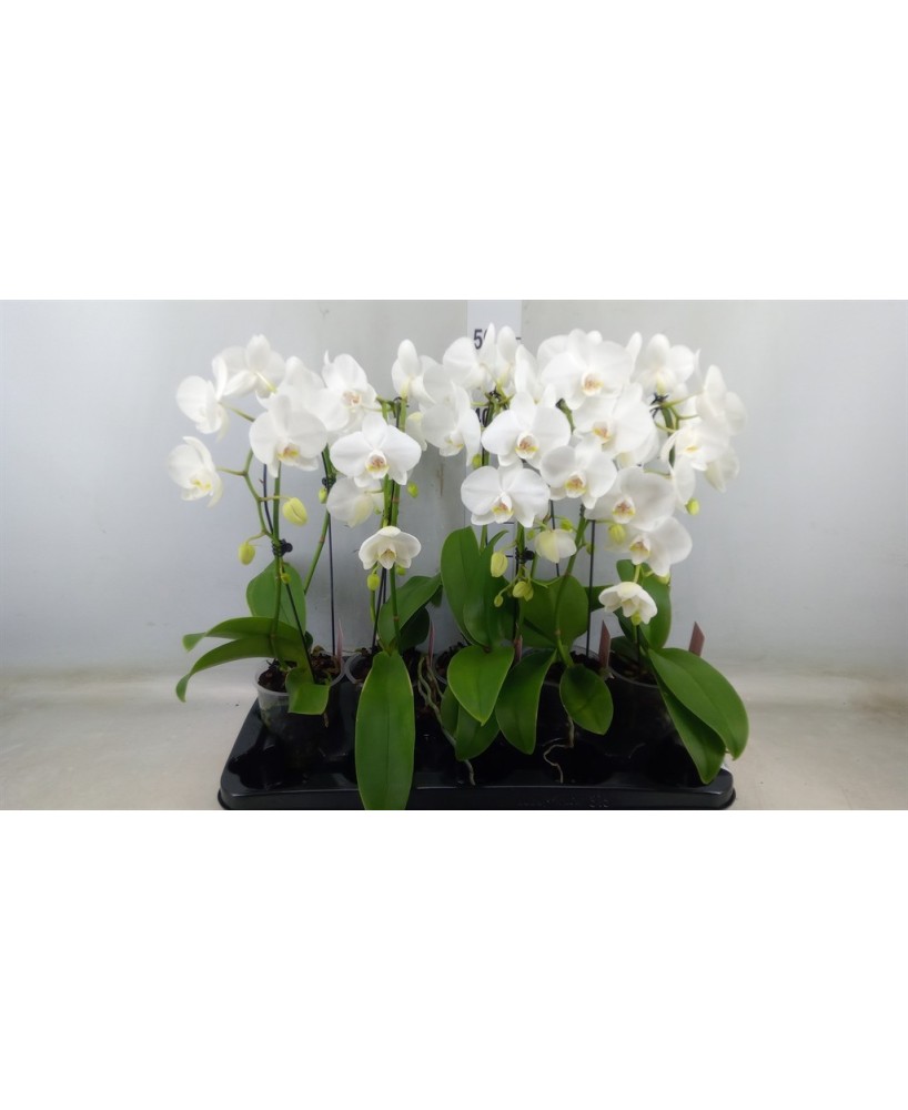 Phalaenopsis Orquídea Polilla | Flores Exóticas y Duraderas para Interior

