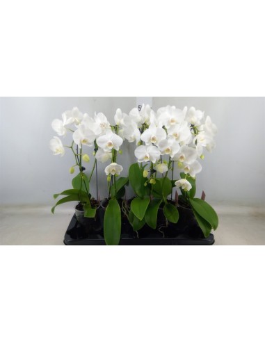 Phalaenopsis Orquídea Polilla | Flores Exóticas y Duraderas para Interior

