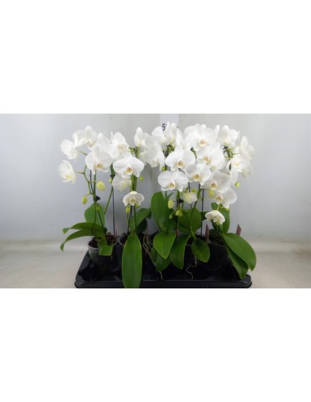Phalaenopsis Orquídea Polilla | Flores Exóticas y Duraderas para Interior

