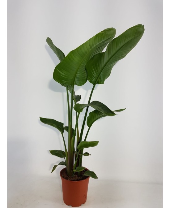 STRELITZIA