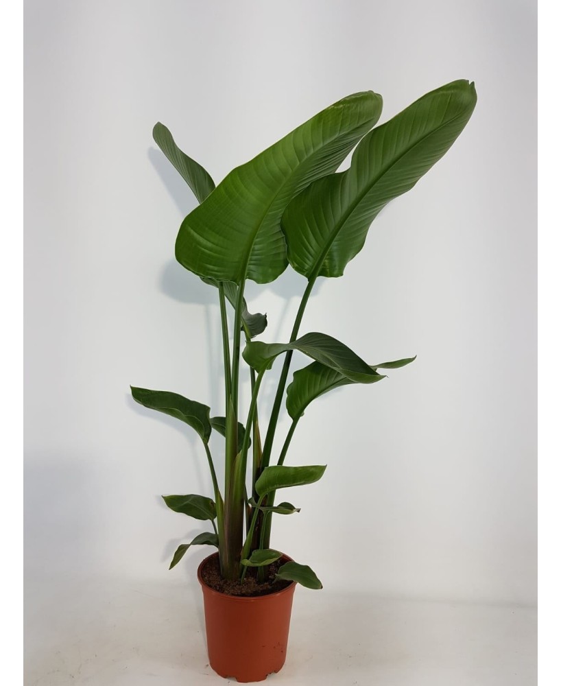 STRELITZIA