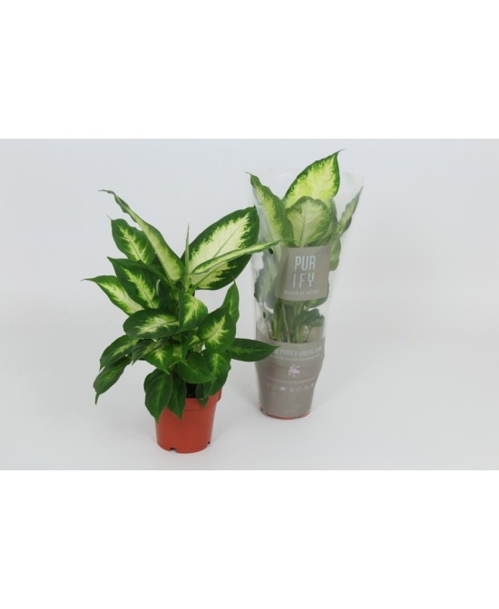 Dieffenbachia Planta de Interior con Hojas Variegadas y Purificadora de Aire