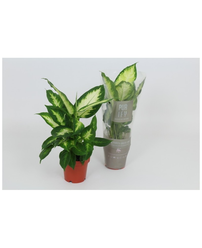 Dieffenbachia Planta de Interior con Hojas Variegadas y Purificadora de Aire