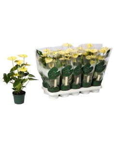 Anthurium Andraeanum Vainilla  Planta de Interior Elegante y Fácil Cuidado | Endanea Garden

