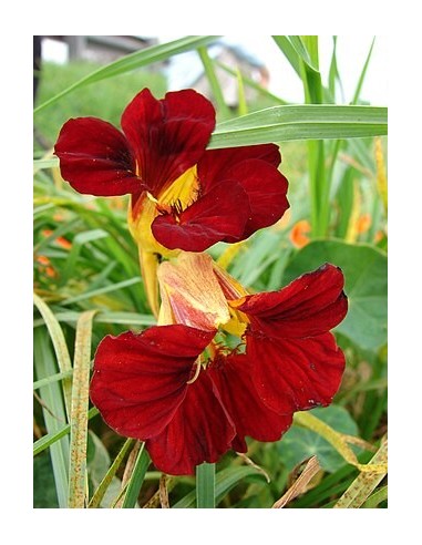 Tropaeolum Majus (Capuchina)  Planta Ornamental y Comestible | Endanea Garden

