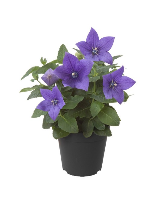 Platicodium M10.5 KM0 | Planta Exótica Local para Jardines y Macetas

