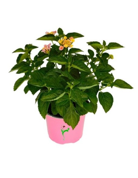 Lantana Camara Arbusto Perenne  Flores Multicolor y Resistente | Endanea Garden

