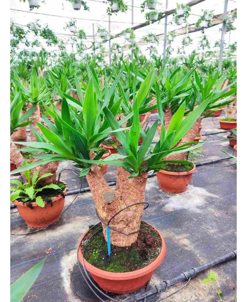 Yucca planta resistente y decorativa para interiores y exteriores Endanea Garden

