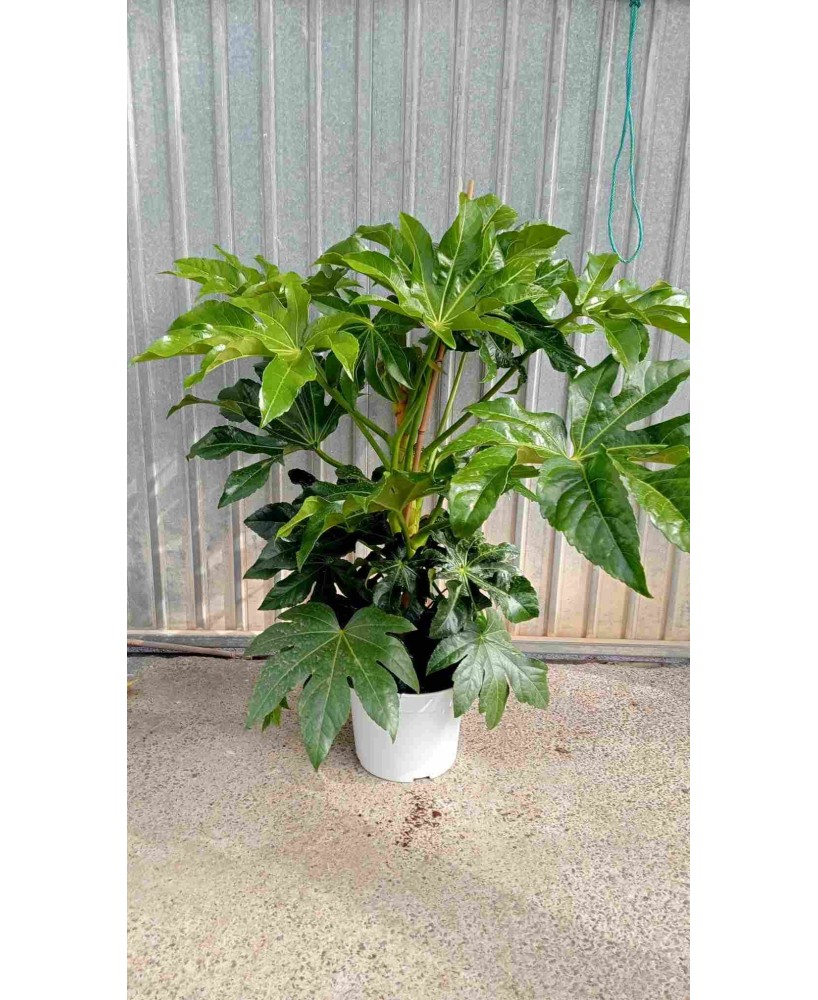 Fatsia Japonica 5L  Planta ornamental resistente para interior y exterior

