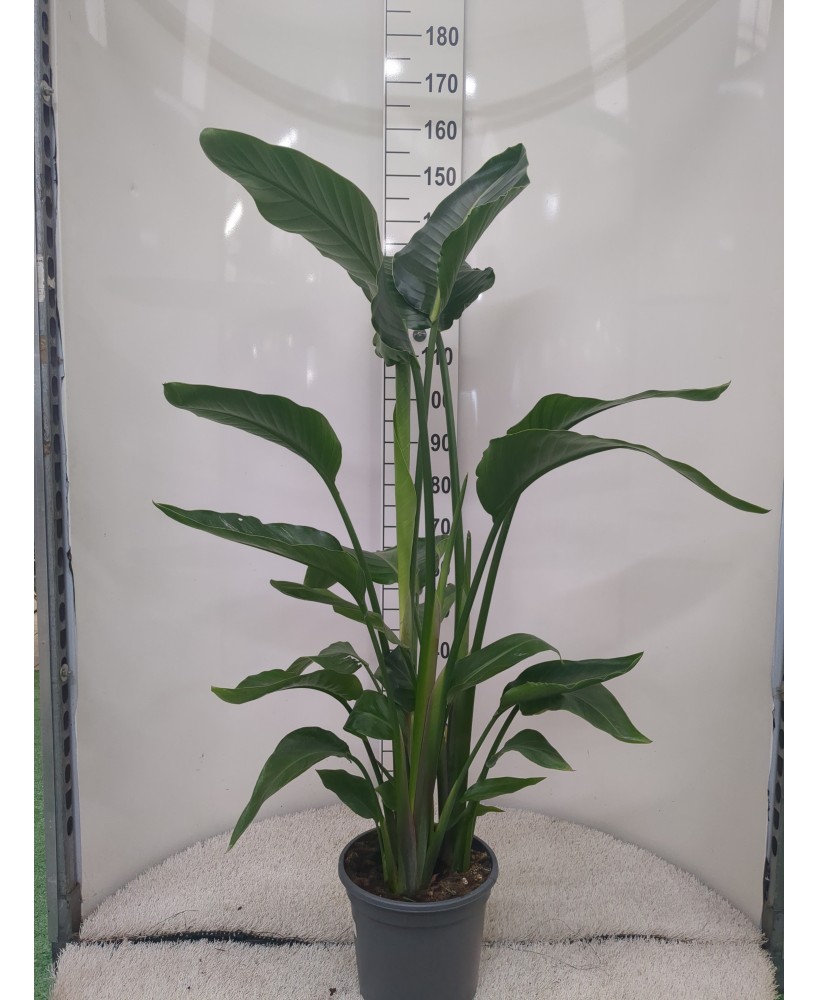 Strelitzia Augusta planta Ave del Paraíso Blanca elegante y fácil de cuidar | Endanea Garden

